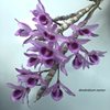 dendrobium nestor...